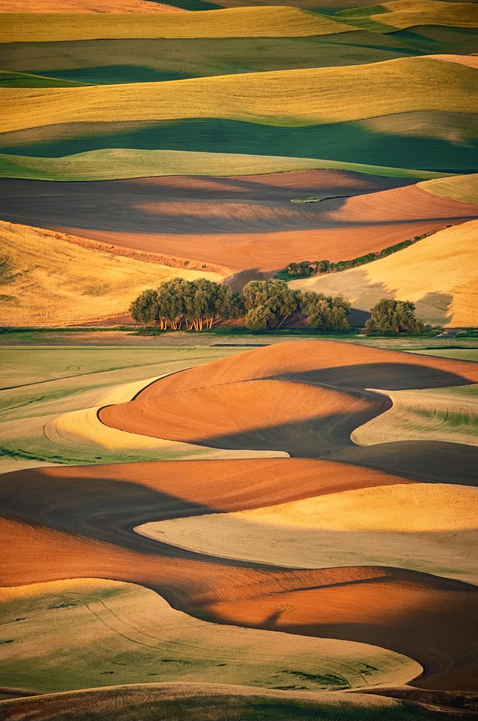 [The Spring&rsquo;s Vibrant Palette, Location: Palouse, WA. Year Created: 2023 Size: 104cm X 156cm]