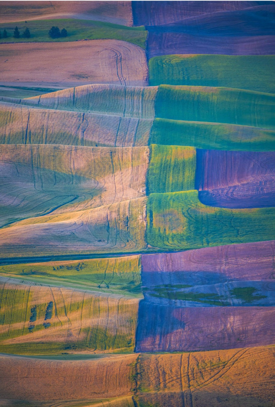 [Colors Celemony (|||) Palouse, WA. 2020. 104 &times; 156 cm]