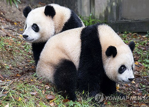 중국 외교 전략: 판다 외교, 아시아 외교 관계 재편 ... 미묘한 균형