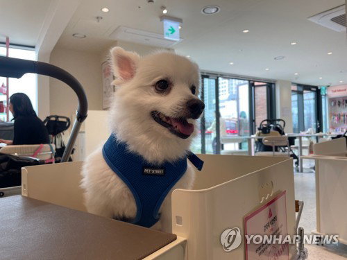 무주군 반려견 등록비 2만원 지원, 유기 방지 ... 문화 정착 가속