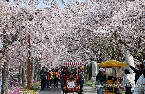 벚꽃축제 강원 동해안, 방문객 10만 명 기록 및 200억 원 경제 파급 효과 ... 체류형 관광 전환