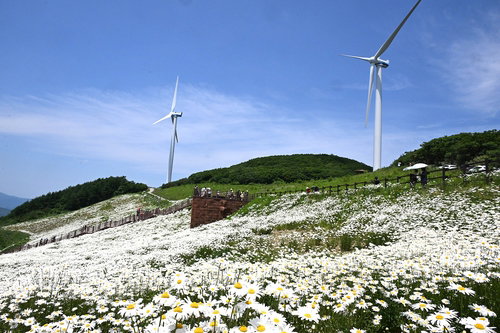 평창군 청옥산, 야생화 단지 4만 2천㎡ 개장 ... 관광객 유입 전망