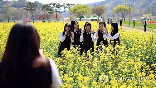 창녕 낙동강유채축제 21회 개막 D-1, 110만㎡ 단지 상춘객 북적