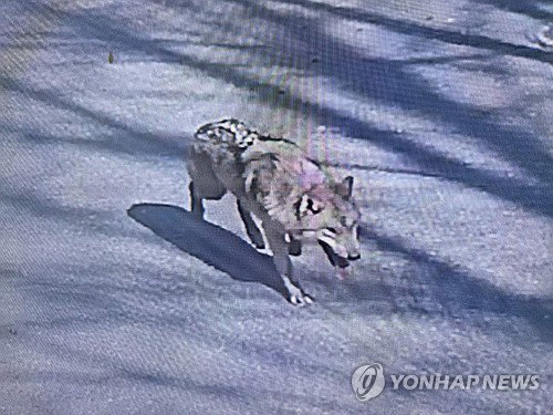 대전 오월드 늑대 탈출 맹수 탈출 8년 만에 재발, 관리 부실 문제 재조명