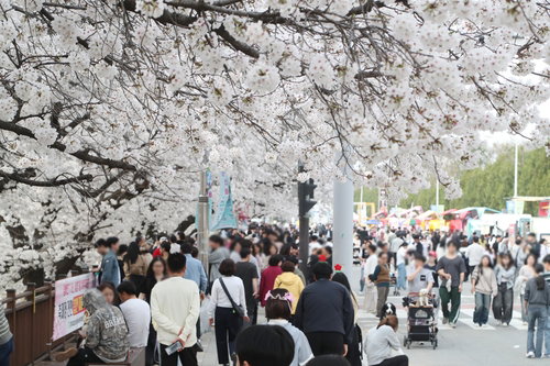 무심천 벚꽃축제 현장서 중학생 집단 폭행 또래 4명 입건