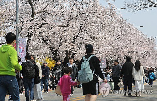 '여의도 봄꽃축제' 360만명 방문&hellip;작년보다 19% 증가