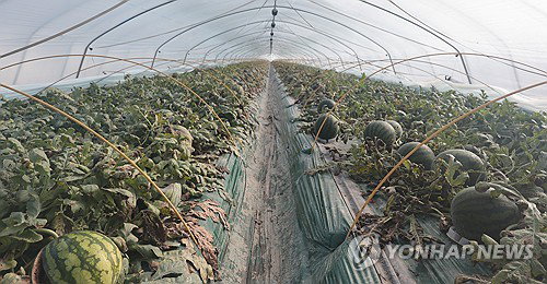 수박 주산지 함안, 유가 급등에 농자재 조기 확보 등 대책 마련