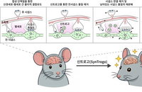 뇌 회로 정밀 편집 기술, 기억력 증진 및 뇌 질환 치료 새 지평 열다