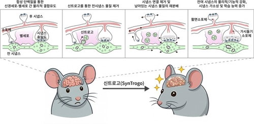 뇌 회로 정밀 편집 기술, 기억력 증진 및 뇌 질환 치료 새 지평 열다