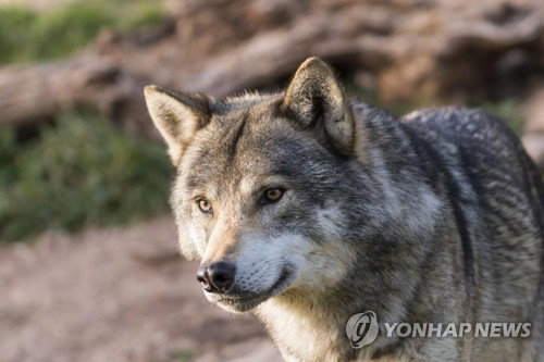 대전 동물원 늑대 탈출 사건, 로마 신화부터 대중문화까지 '늑대'의 다층적 의미 조명