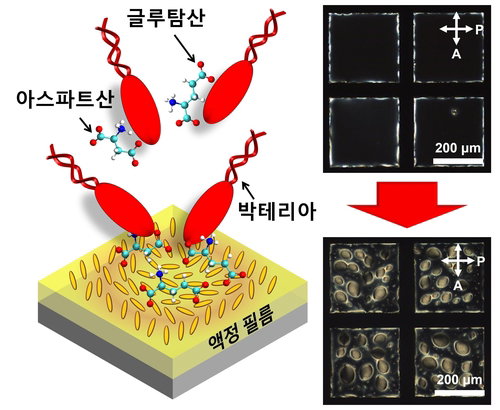 식중독균 검사 6시간&rarr;1분 단축&hellip;국내 연구진, 초고속 바이오센서 개발