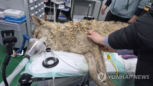 대전 오월드 늑대 '늑구', 9일 만에 안전하게 포획&hellip;건강 상태 정상 확인