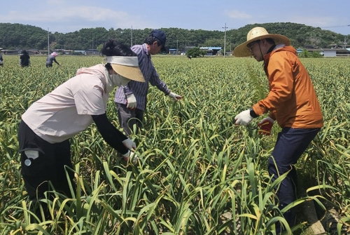 경남 농가 인력난 해소 총력... 6월 말까지 추진센터 가동 및 범도민 일손 돕기 돌입