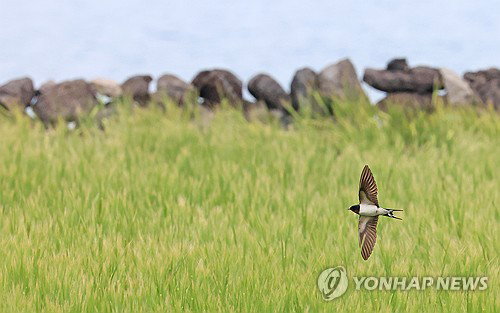 제주 전역 고비사막발 황사 영향권 진입 및 10도 일교차 주의