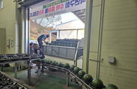 국무총리상 빛나는 논산 '육군병장' 수박 첫 출하... 11브릭스 고당도 품질 경쟁력 확보