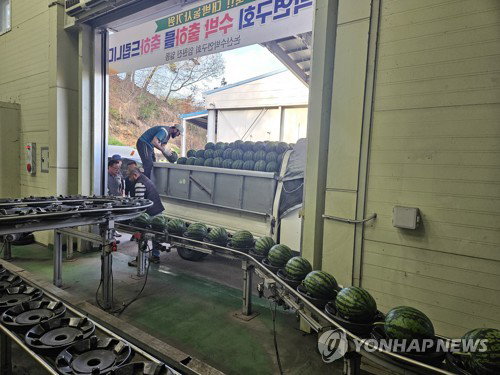 국무총리상 빛나는 논산 '육군병장' 수박 첫 출하... 11브릭스 고당도 품질 경쟁력 확보