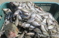 정읍시 내수면 토종 생태계 복원 착수...외래어종 ㎏당 5000원 수매로 개체수 조절