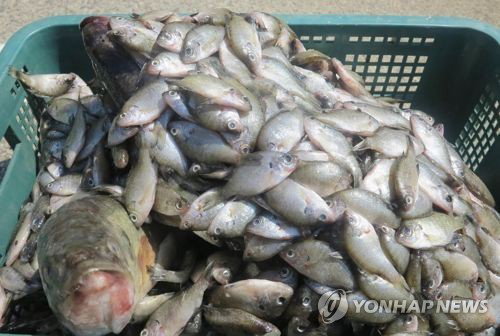 정읍시 내수면 토종 생태계 복원 착수...외래어종 ㎏당 5000원 수매로 개체수 조절