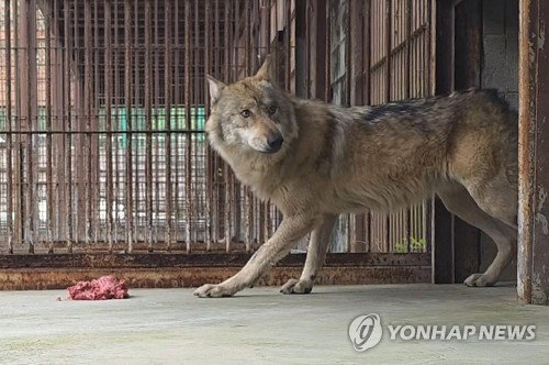 대전 오월드 늑대 탈출 후속 조치 표류와 자체 감사 논란