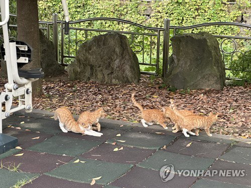 정읍시, 길고양이 1200마리 중성화 사업 본격화&hellip;2.4억 예산 투입