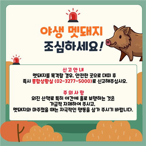 이화여대 캠퍼스 멧돼지 목격 신고 반복, 대학 측 경보 발령