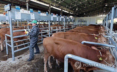 국가데이터처, 1분기 가축 동향 발표...소&middot;돼지&middot;오리 감소세, 닭 사육은 증감 엇갈려