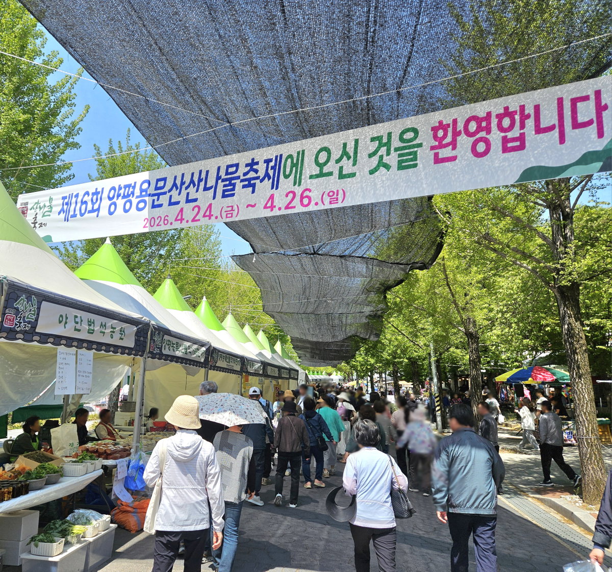 [제16회 양평 용문산 산나물축제&rsquo;가 4월 24일~26일까지 열렸다]