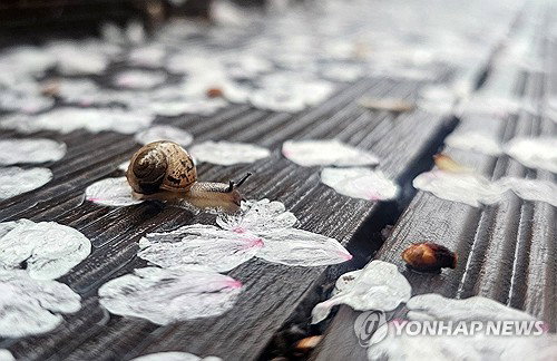 강원 지역 흐림, 5mm 강수 예보 및 평년 기온 하회