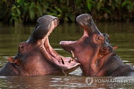 콜롬비아 외래종 하마 200마리, 인도 이송 추진: 생태계 교란과 해외 재벌의 개입 파장