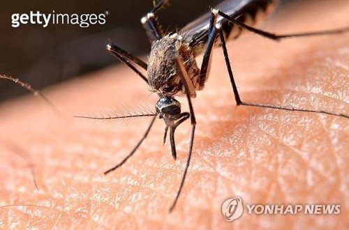 충남도, AI 기반 모기 감시 시스템 가동&hellip;감염병 선제 방역 강화