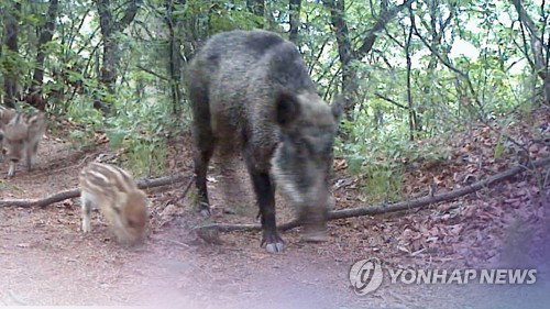 세종 도심 멧돼지 3마리 출몰, 7건 신고 접수&hellip;당국 포획 총력