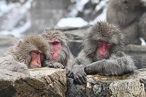 일본 슈난시 도심 원숭이 출몰 급증, 주민 안전 위협에 당국 비상