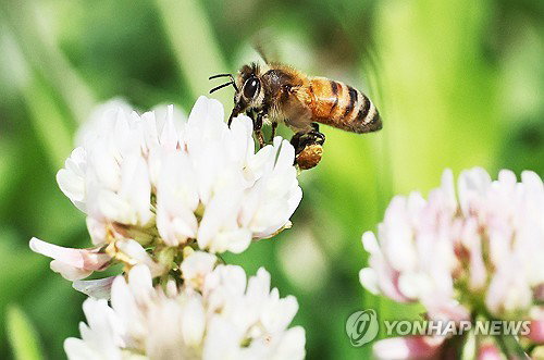 충북, 9일 맑음 속 낮 최고 23도&hellip;20도 육박 일교차 건강 유의 당부