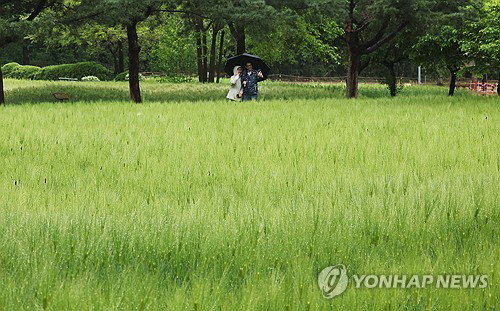 다음 주 전국 봄비 예보, 주요 지역 기온 평년 상회 전망