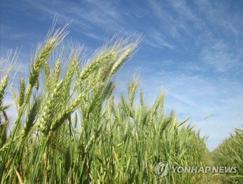 세계 식량가격지수 석 달 연속 상승, 주요 곡물&middot;육류 가격 인상 압력 지속