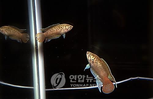 해수부, 2030년 관상어 산업 5150억 원대 육성 계획&hellip;5대 전략 품종 집중 투자