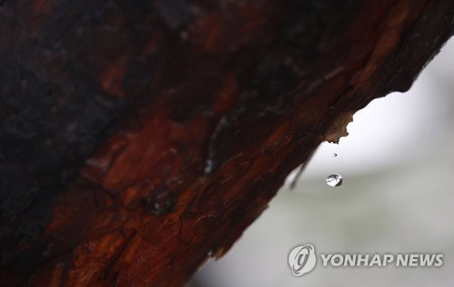충북, 빗방울 속 기온 상승세 지속... 주말 기상 변동성 예고