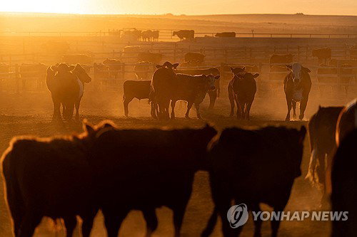 트럼프, 소고기 관세 장벽 전격 철폐하며 75년 만의 공급난에 수입 시장 개방 승부수