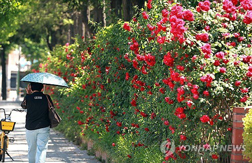 대구&middot;경북 낮 최고 33도 육박하는 초여름 더위&hellip;15도 넘는 극심한 일교차에 건강관리 비상