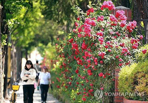 '5월 한낮 33도' 때이른 폭염 기습... 전국 자외선 '매우 높음'에 피부 화상 경보