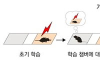 KAIST, 과거와 현재 잇는 '뇌 속 신경 스위치' 최초 규명... 치매 치료 새 지평 열어