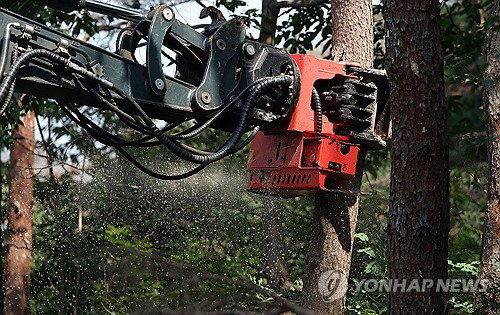 울산시, 도심 소나무재선충병 차단에 7억 긴급 투입... 6월까지 생활권 집중 제거