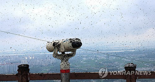 러브버그 살충률 최대 90% 확인, 산림과학원 친환경 방제로 도심 습격 막는다