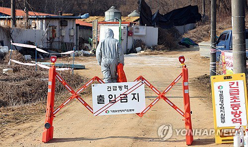 전국 7개 시도 휩쓴 ASF 24건 중 21건이 해외 변이... 혈액 사료 원료가 감염 통로 됐다