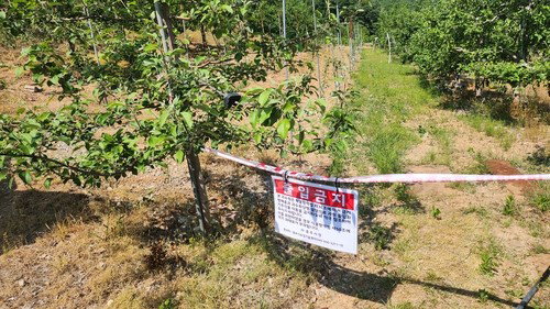 충주 사과 농가 과수화상병 추가 확진, 신니면 0.44㏊ 전면 폐원 및 긴급 매몰