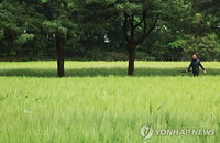 충북 전역 최대 80㎜ 집중호우 예보, 낮 최고 19도 머물며 시설물 관리 및 안전사고 예방 비상
