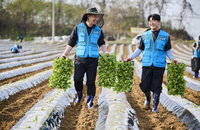 KT&G, 국산 잎담배 매입가 22억 원 인상... 총 815억 원 규모 상생 경영 실현