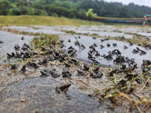 전국 최대 도심 산란지 대구 망월지, 새끼 두꺼비 수십만 마리 '욱수산 대이동' 개시