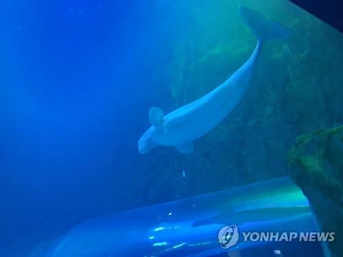 '7억 피해' 주장 롯데월드 벨루가 시위 재판 종결&hellip;법원 공익성 인정에 상고 포기