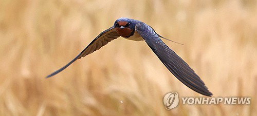 제주 전역 저기압 영향권 진입에 따른 강풍 동반 강우... 초속 20m 돌풍 및 시설물 안전 주의보